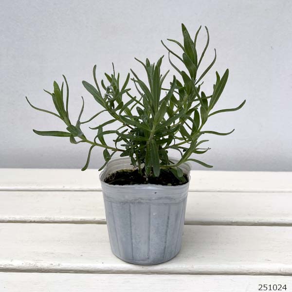 イングリッシュラベンダー:オカムラサキ3号ポット