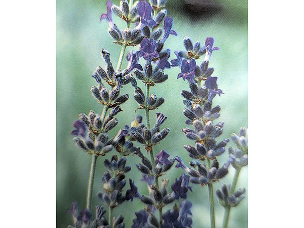 イングリッシュラベンダー：ソーヤーズ3号ポット