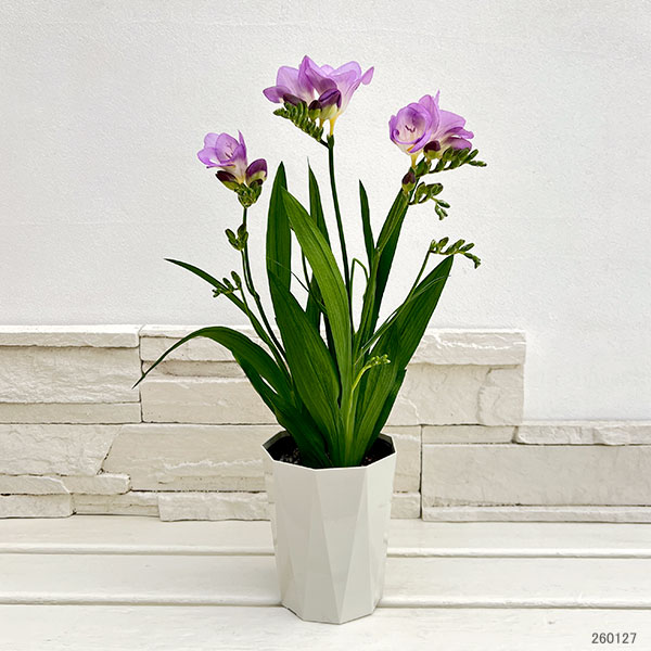 フリージア：パープル系4号鉢植え