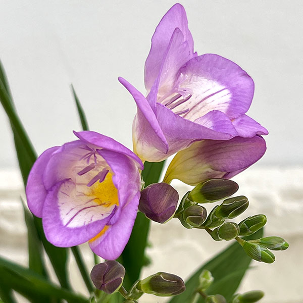 フリージア：パープル系4号鉢植え