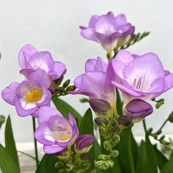 フリージア：パープル系4号鉢植え