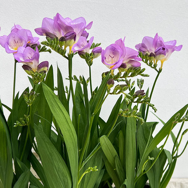 フリージア：パープル系4号鉢植え