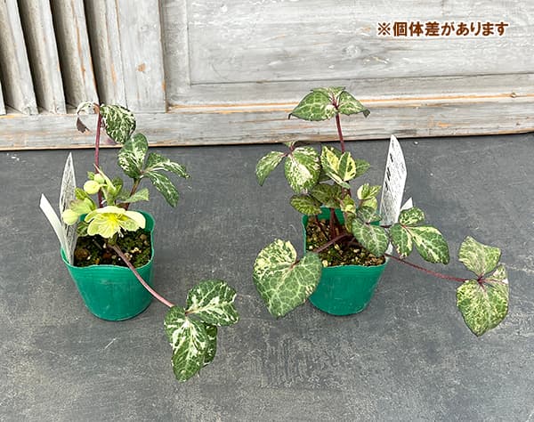 園芸ネット本店｜松村ナーセリーさんのクリスマスローズ（原種系