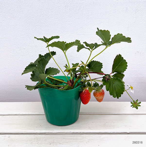 イチゴ：おいCベリー大苗4号ポット