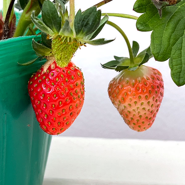 イチゴ：おいCベリー大苗4号ポット