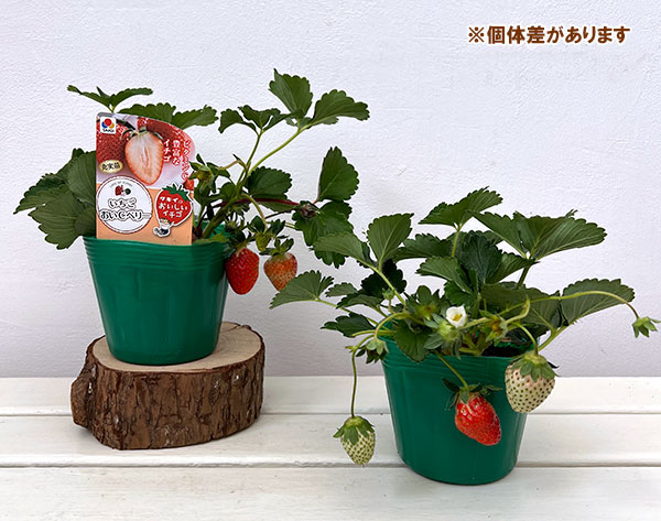 イチゴ：おいCベリー大苗4号ポット