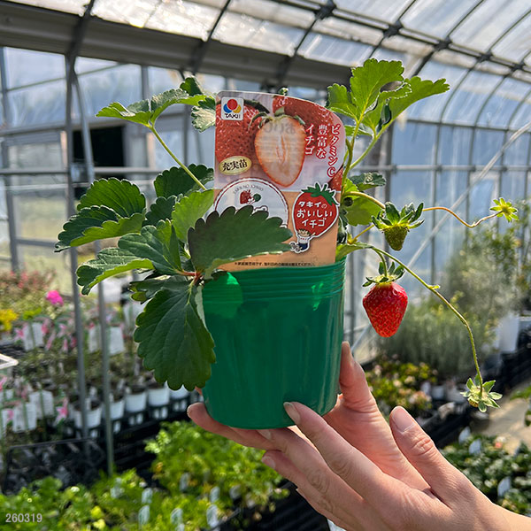 イチゴ：おいCベリー大苗4号ポット