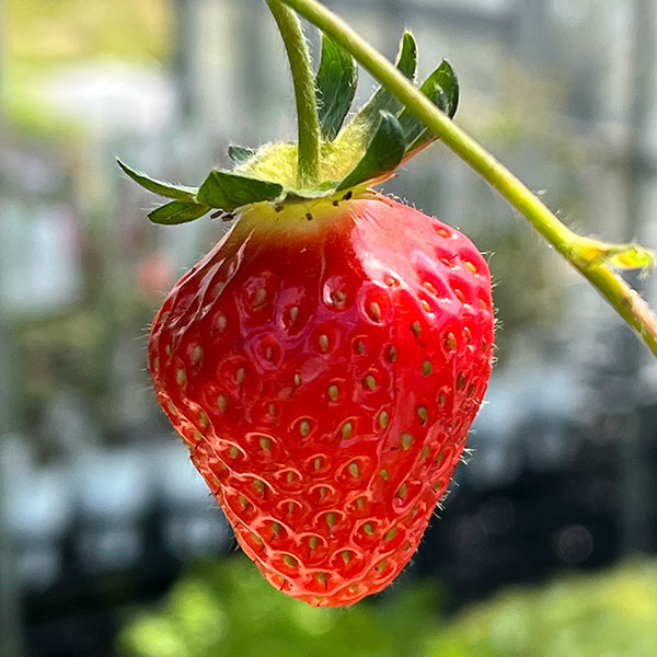 イチゴ：おいCベリー大苗4号ポット