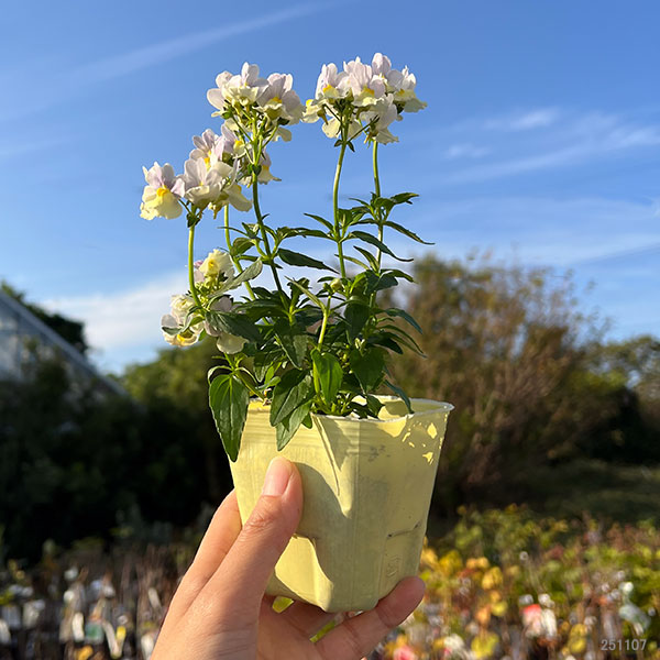 ネメシア：ピンクレモネード3～3.5ポット 12株セット