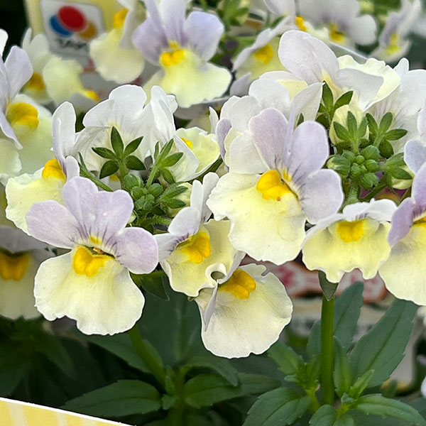 ネメシア：ピンクレモネード3～3.5ポット 12株セット