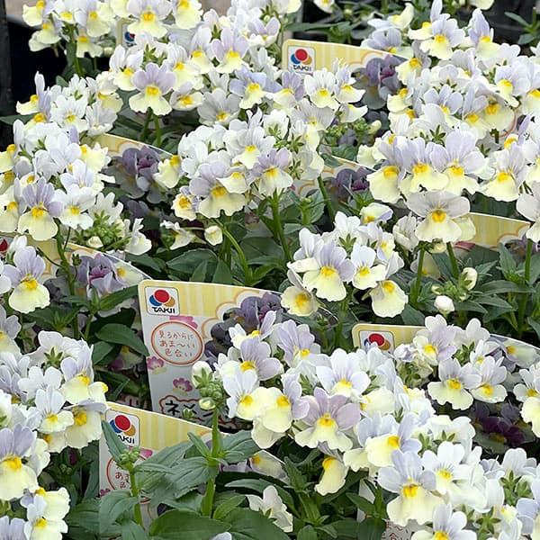 ネメシア：ピンクレモネード3～3.5ポット 12株セット