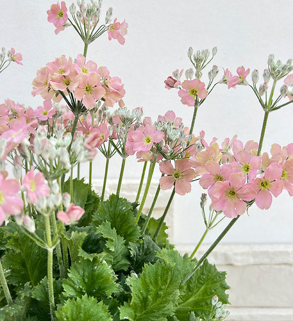 サクラソウ：ウインティーピーチ5号鉢植え