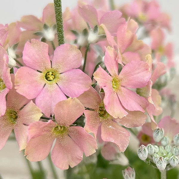 サクラソウ：ウインティーピーチ5号鉢植え