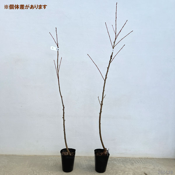 桜：大漁桜（タイリョウザクラ）接木苗5号ポット