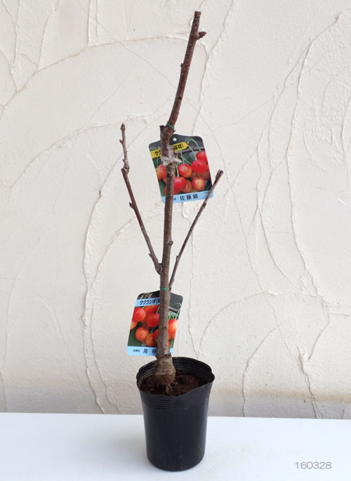 ペアフルーツ：サクランボ（佐藤錦と紅秀峰）7号鉢植え