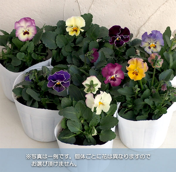 ビオラ:ふんわりびおら(花色見計らい)3~3.5号ポット 6株セット
