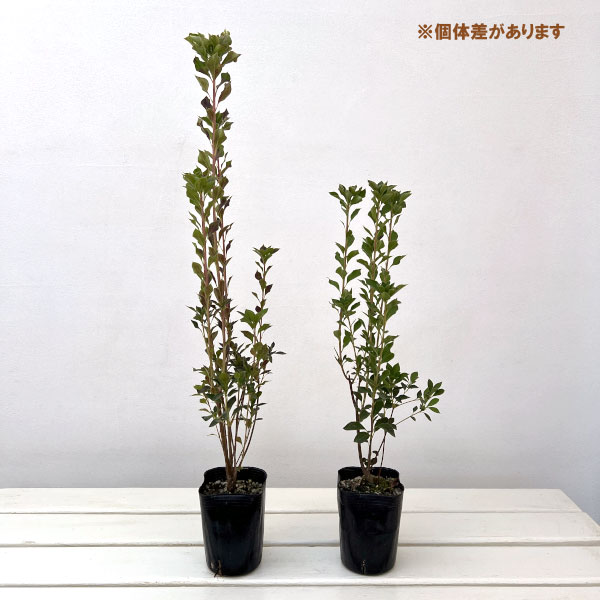 園芸ネット本店｜ドウダンツツジ：岩しだれ3-3.5号ポット の通販【公式】