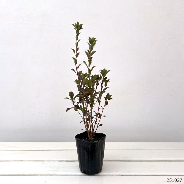 ドウダンツツジ：黄花ドウダン3-3.5号ポット