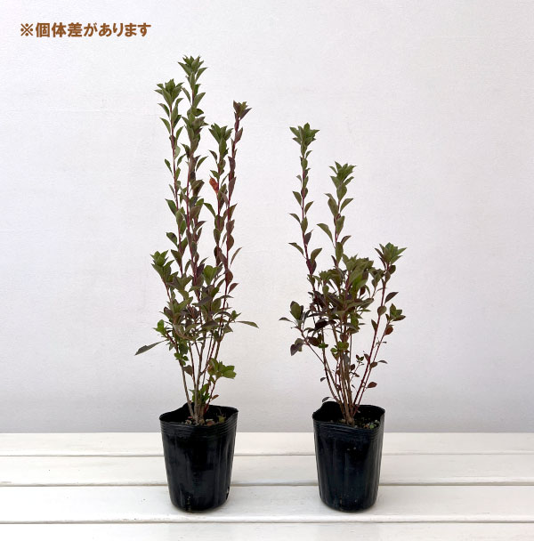 ドウダンツツジ：黄花ドウダン3-3.5号ポット