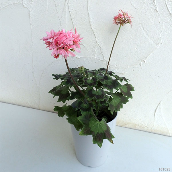 園芸ネット本店｜ゼラニウム：グラフィティダブルサーモン4号鉢植え の