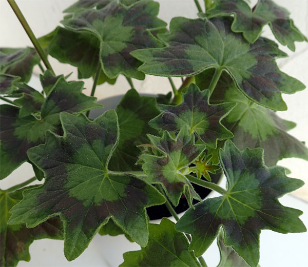 園芸ネット本店｜ゼラニウム：グラフィティダブルサーモン4号鉢植え の