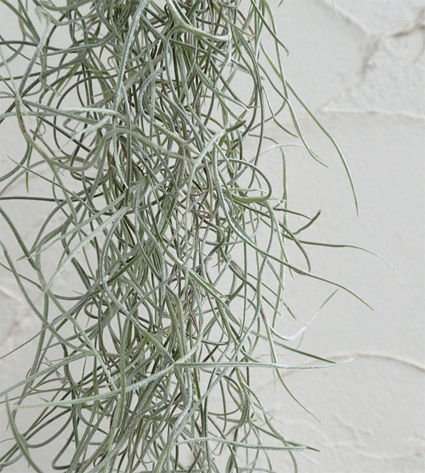 スパニッシュモス+テラコッタ（ホワイト）