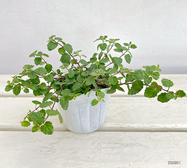 ベロニカ:マダムマルシア3-3.5号ポット*