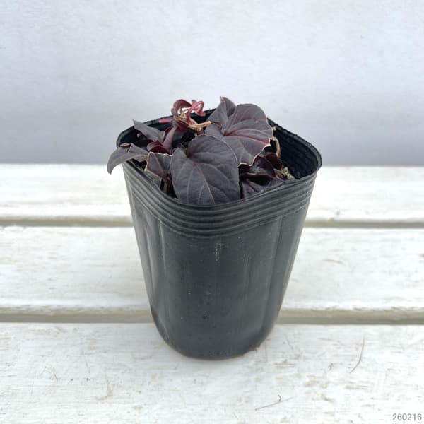 リシマキア:ファイヤークラッカー3.5号ポット