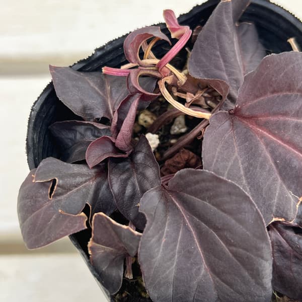 リシマキア:ファイヤークラッカー3.5号ポット