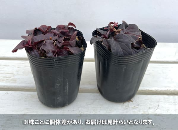 リシマキア:ファイヤークラッカー3.5号ポット