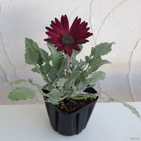 アークトチス：バーガンディ3.5号ポット