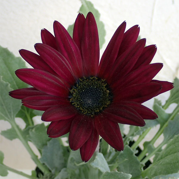 アークトチス：バーガンディ3.5号ポット