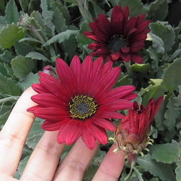 アークトチス：バーガンディ3.5号ポット