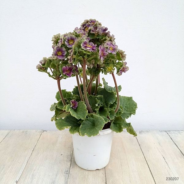 プリムラ：オブコニカ プリカント　ブルー（パープル）4号ポット