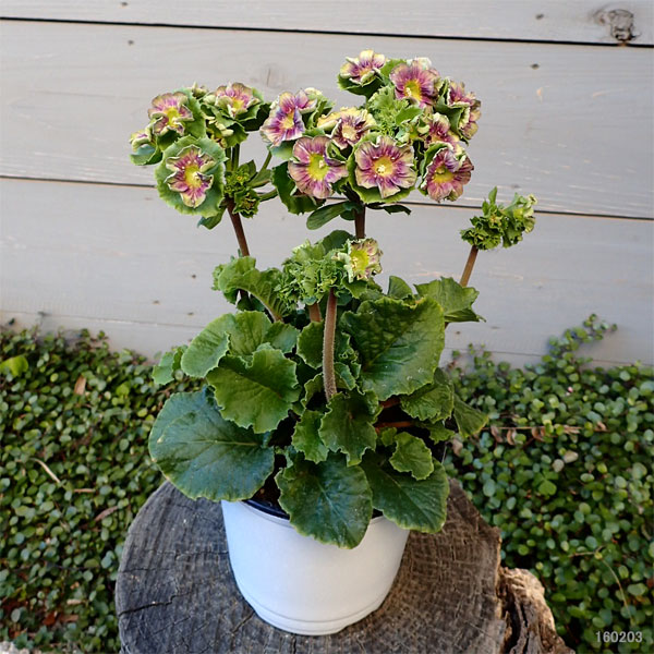 プリムラ：オブコニカ プリカント　ブルー（パープル）4号ポット