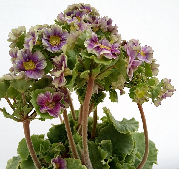 プリムラ：オブコニカ プリカント　ブルー（パープル）4号ポット