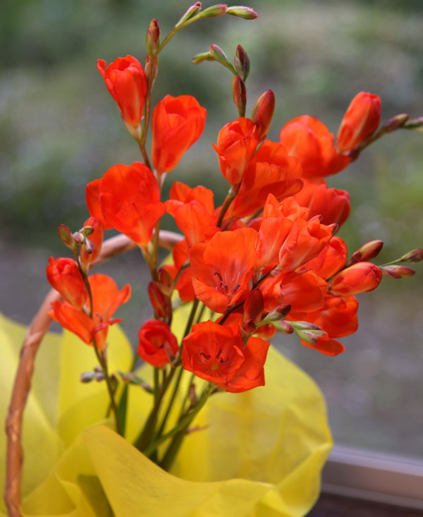 トリトニア：オレンジ4.5号鉢植え