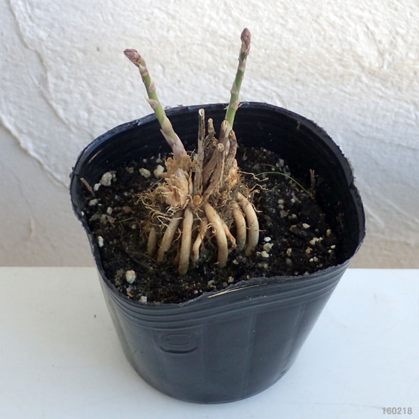 アスパラガス:ハイデル3号ポット 2株セット