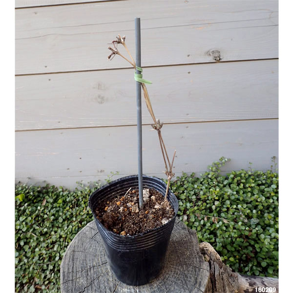 クレマチス:エトワールバイオレット3.5号ロングポット(ビチセラ系)