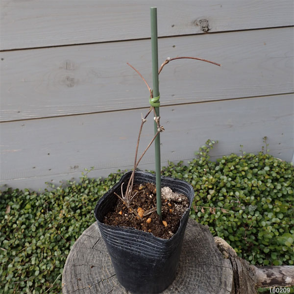 クレマチス:アサシモ(朝霜)3.5号ロングポット(ジャックマニー系)