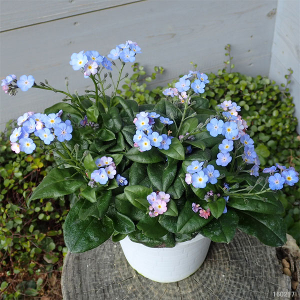 ミオソティス：ミオマルク4号ポット