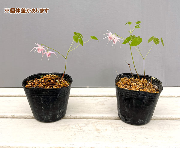 イカリソウ(碇草):赤城桜3号ポット