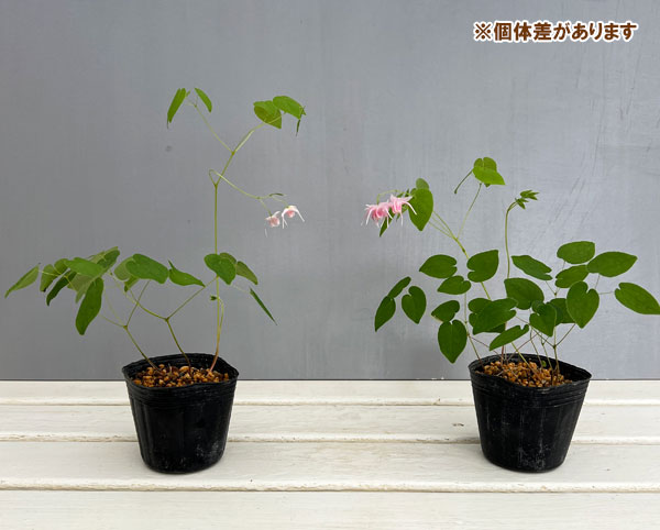 イカリソウ(碇草):赤城桜3号ポット