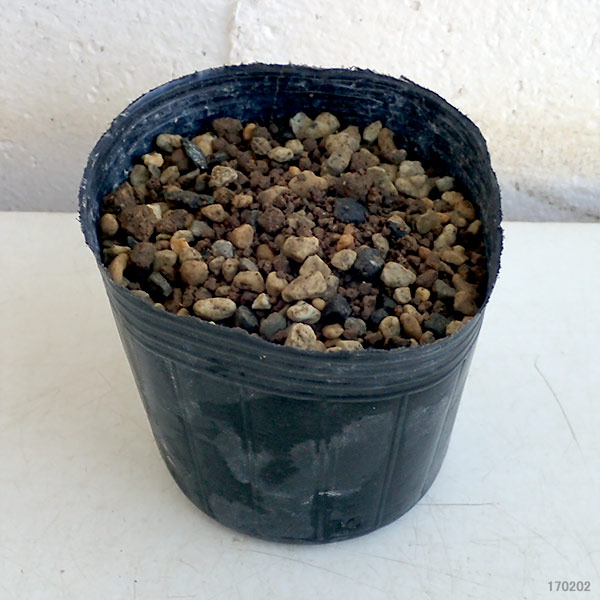 日本サクラソウ（桜草）：桃かがり3号ポット