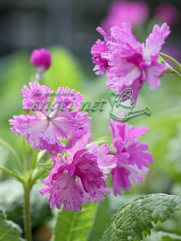 日本サクラソウ（桜草）：桃かがり3号ポット