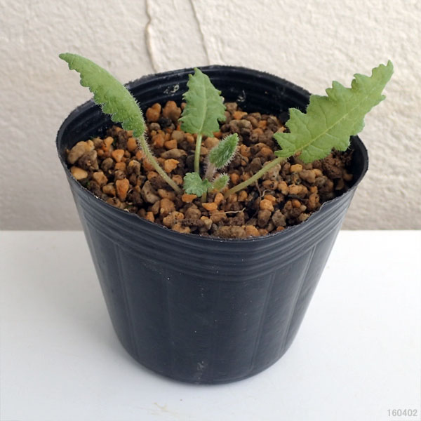 日本サクラソウ（桜草）：唐衣（からころも）3号ポット