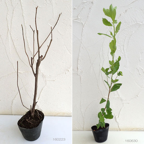 園芸ネット本店｜アメリカリョウブ：ピンクスパイヤー 3.5号ポット の