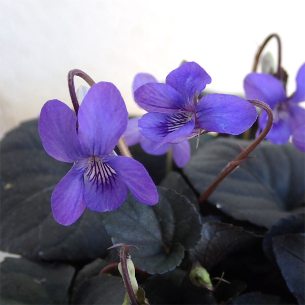 スミレ：ラブラドリカ・ブルー3号ポット 2株セット