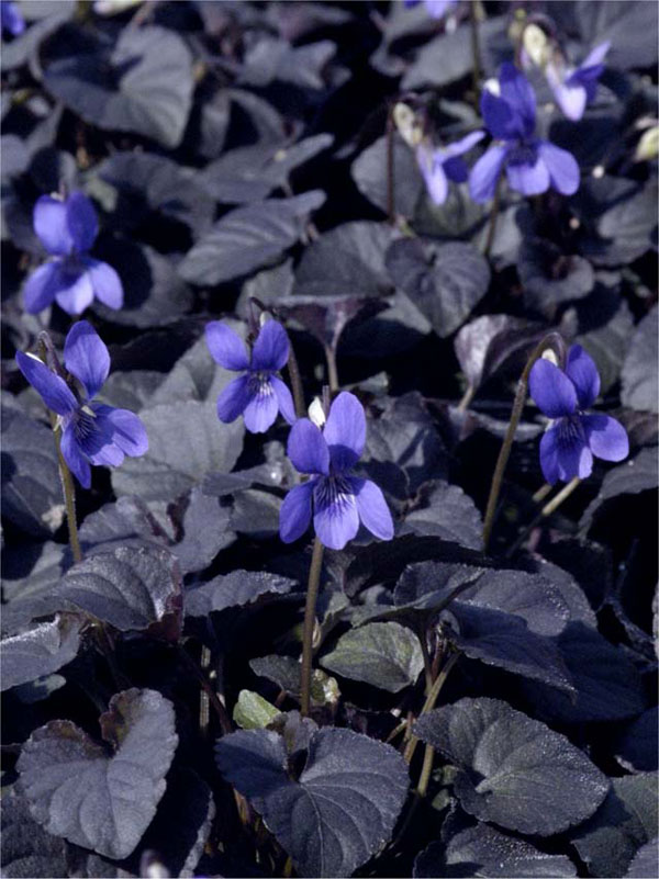 スミレ：ラブラドリカ・ブルー3号ポット 2株セット