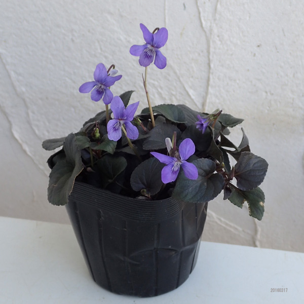 スミレ：ラブラドリカ・ブルー3号ポット 2株セット